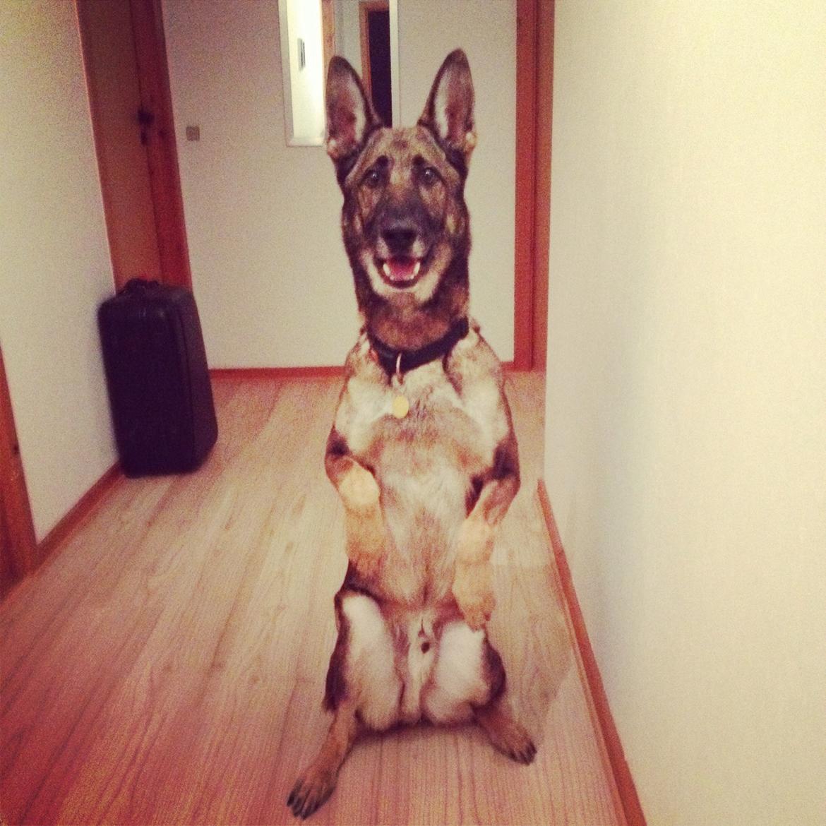 Schæferhund Rex (himmelhund) billede 9