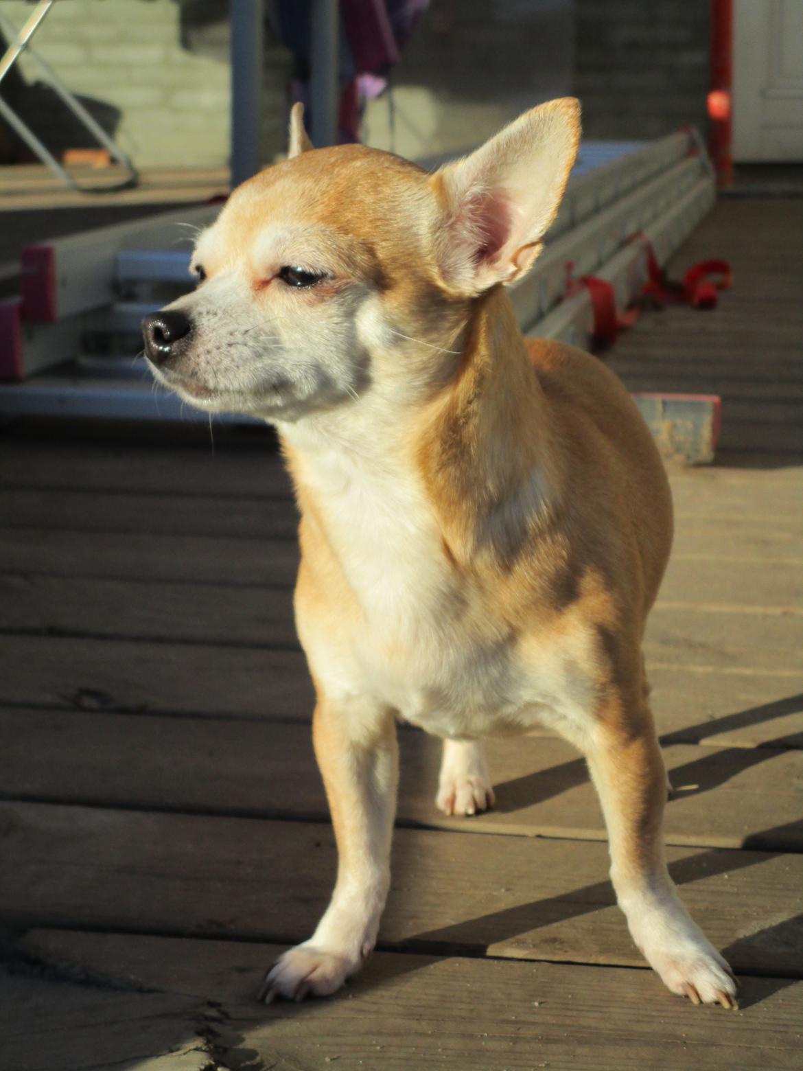 Chihuahua Molly billede 1