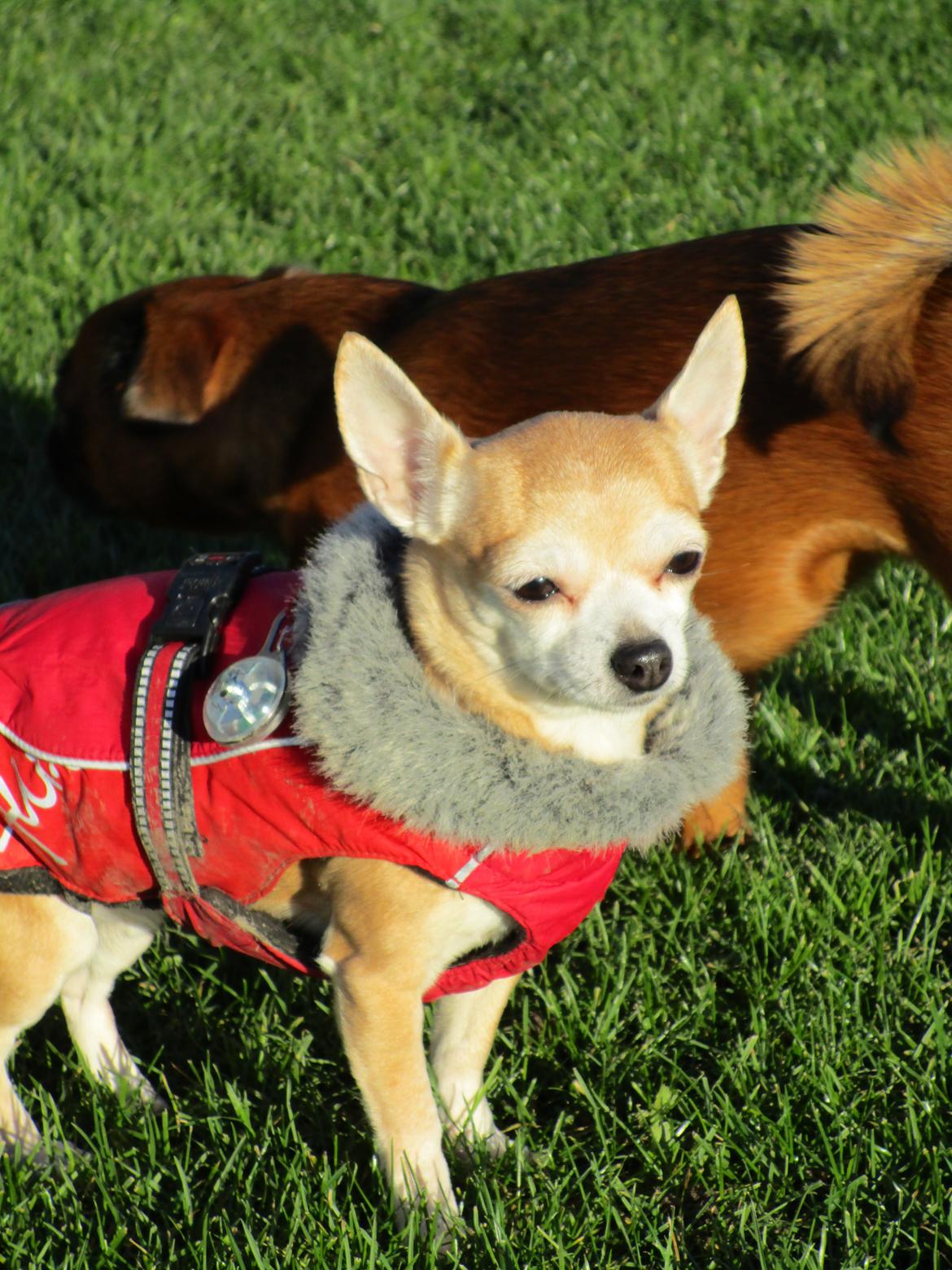 Chihuahua Molly billede 3