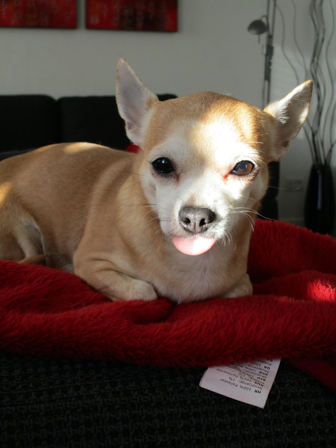 Chihuahua Molly billede 4