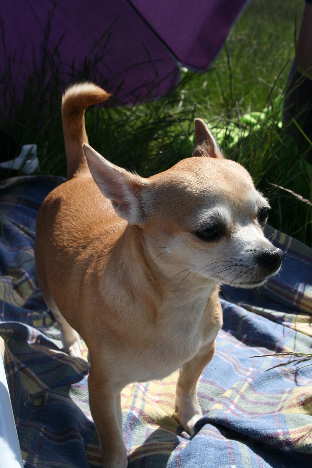 Chihuahua Molly billede 5