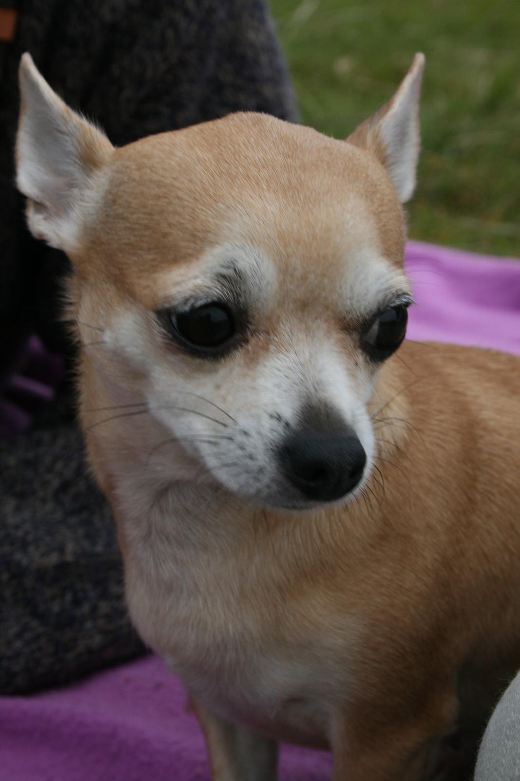 Chihuahua Molly billede 6