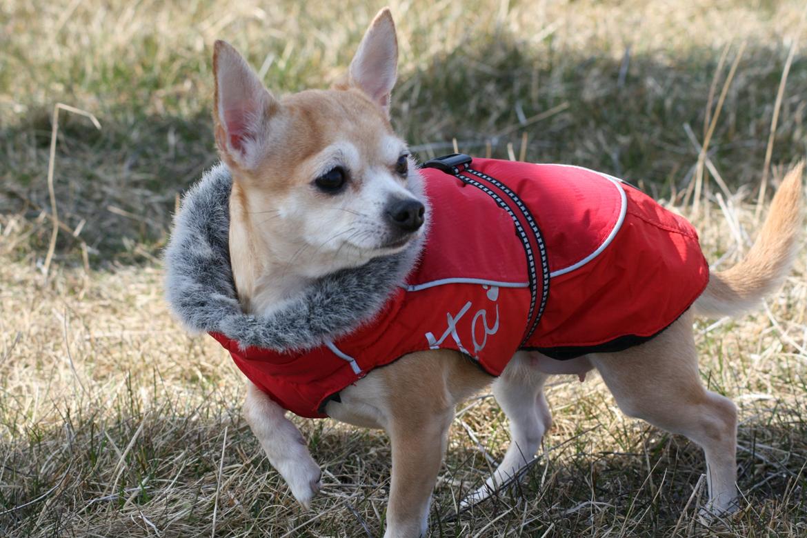 Chihuahua Molly billede 7