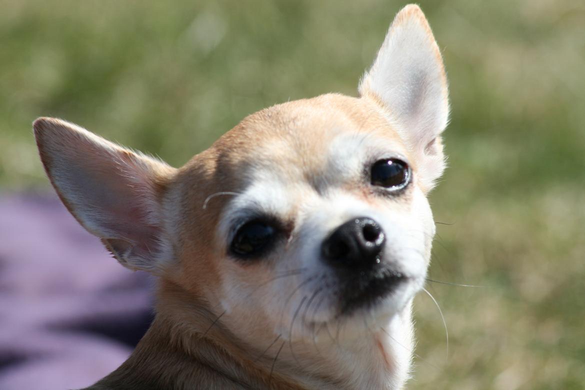 Chihuahua Molly billede 8