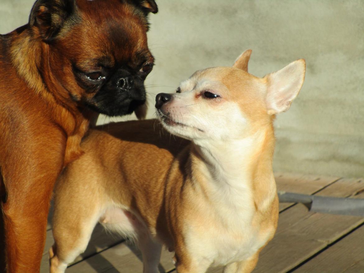 Chihuahua Molly billede 9