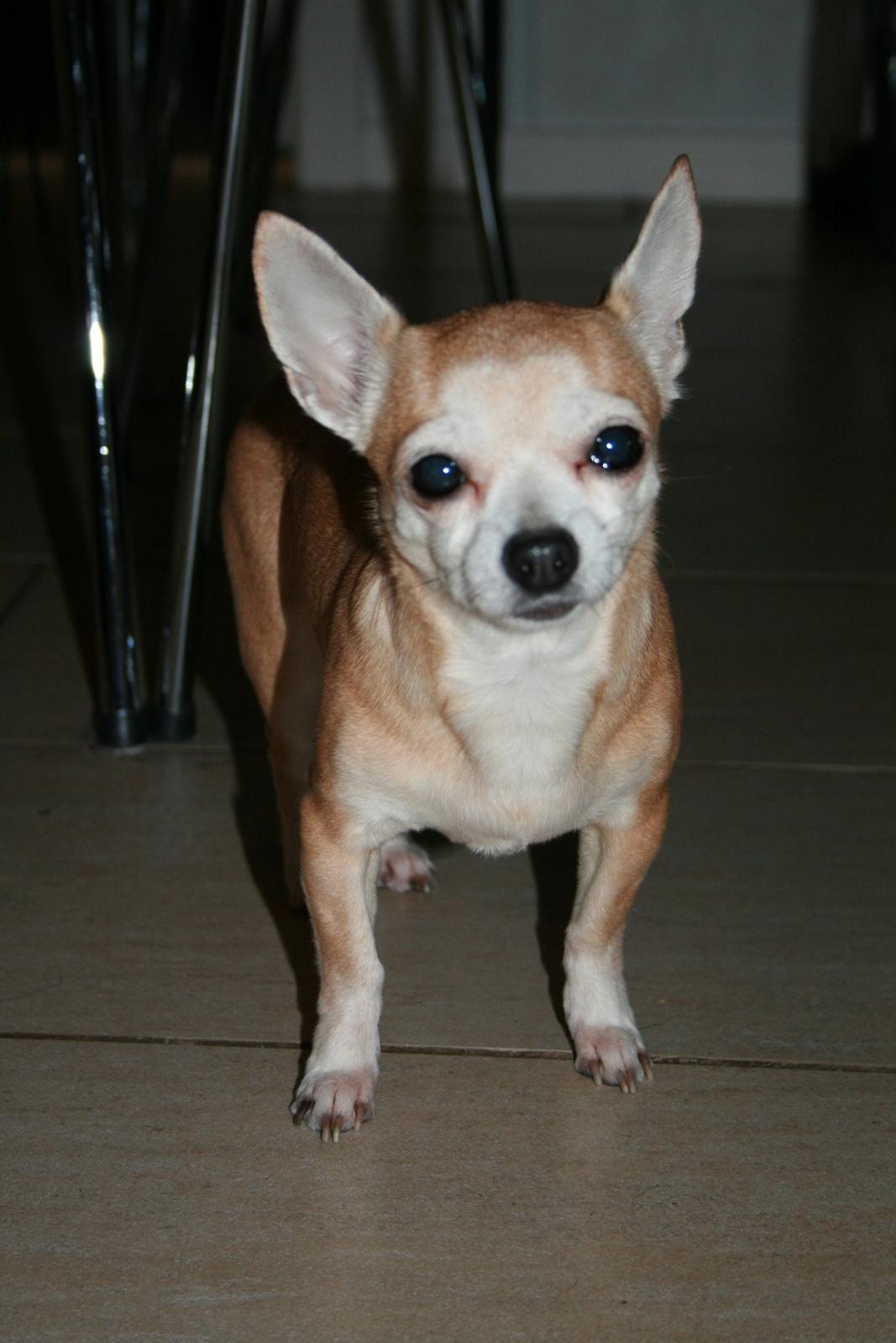 Chihuahua Molly billede 10