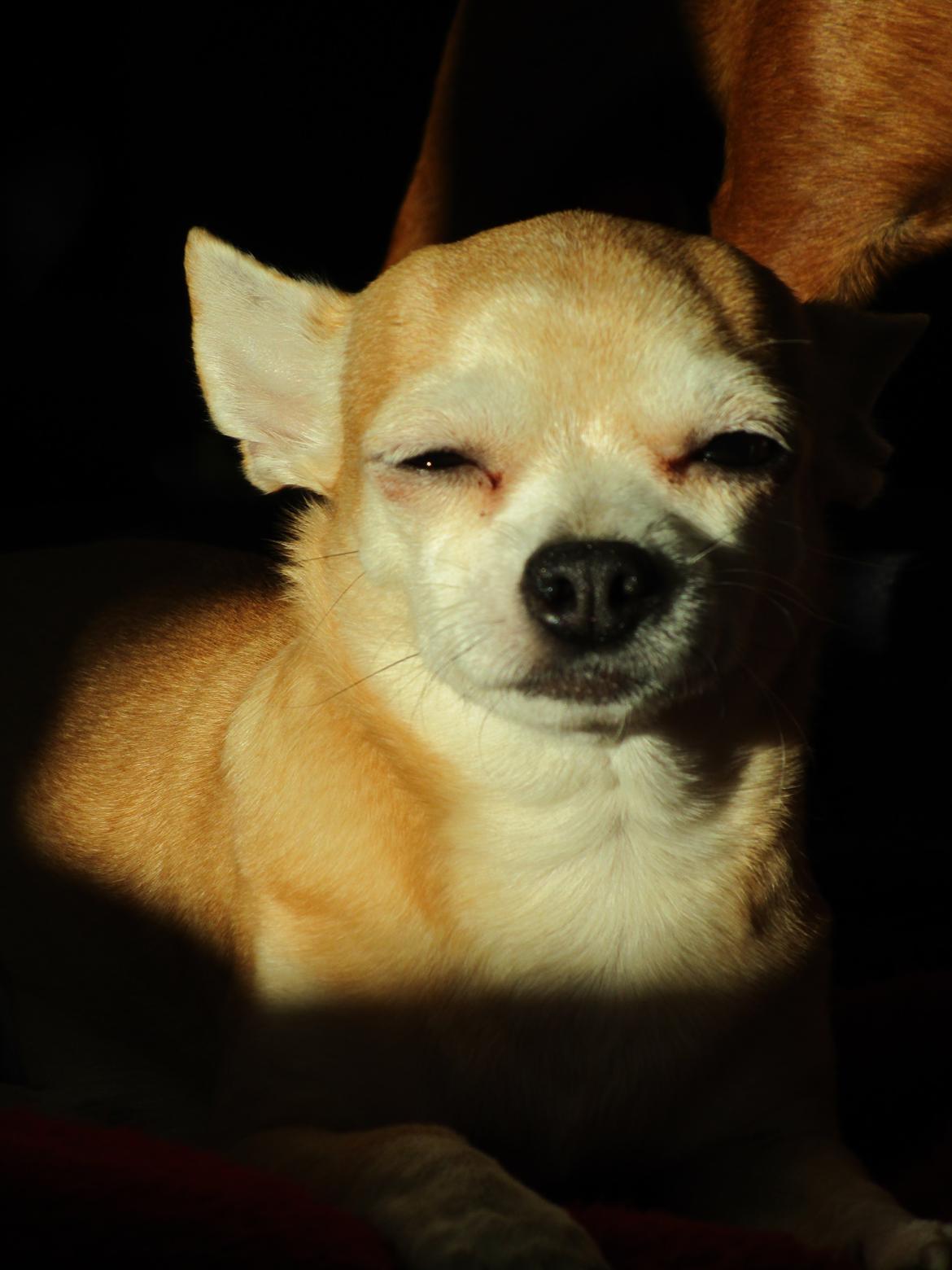 Chihuahua Molly billede 2