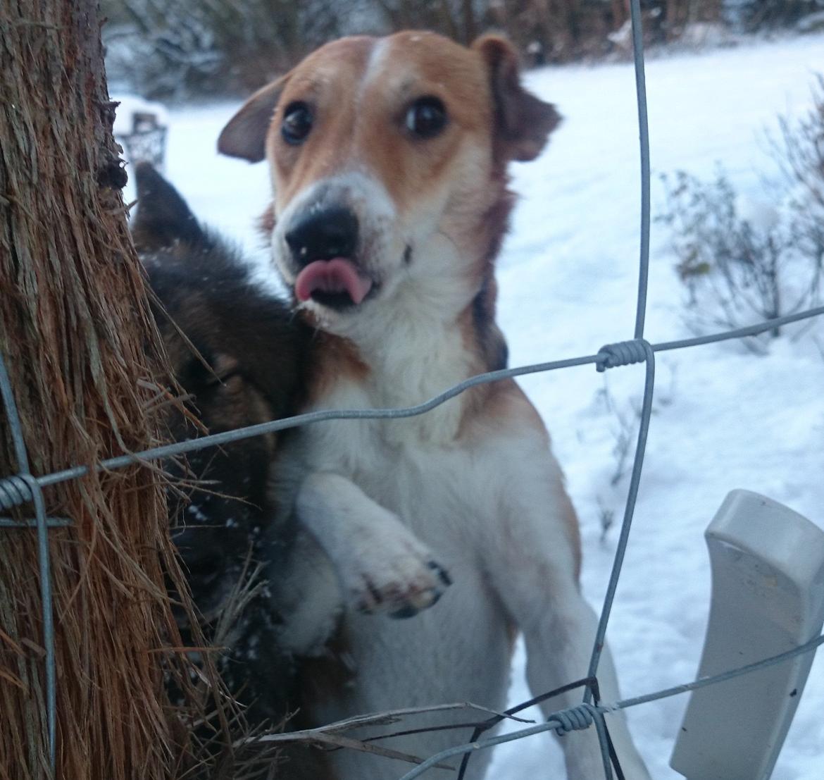 Blanding af racer Brandalarmen Anton billede 7