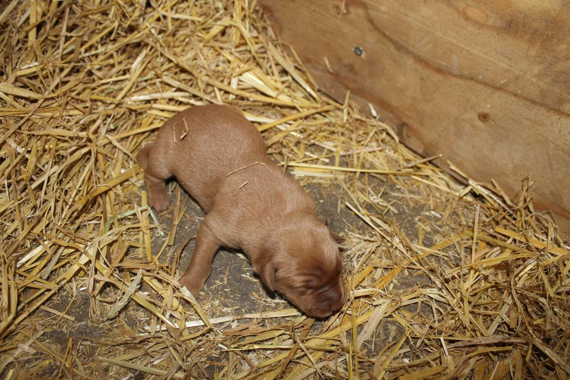 Blanding af racer Ozzy billede 8