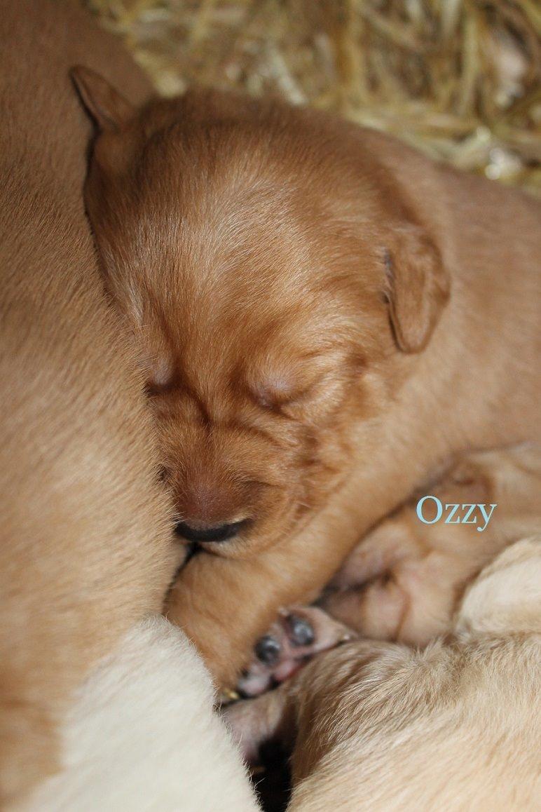 Blanding af racer Ozzy billede 3