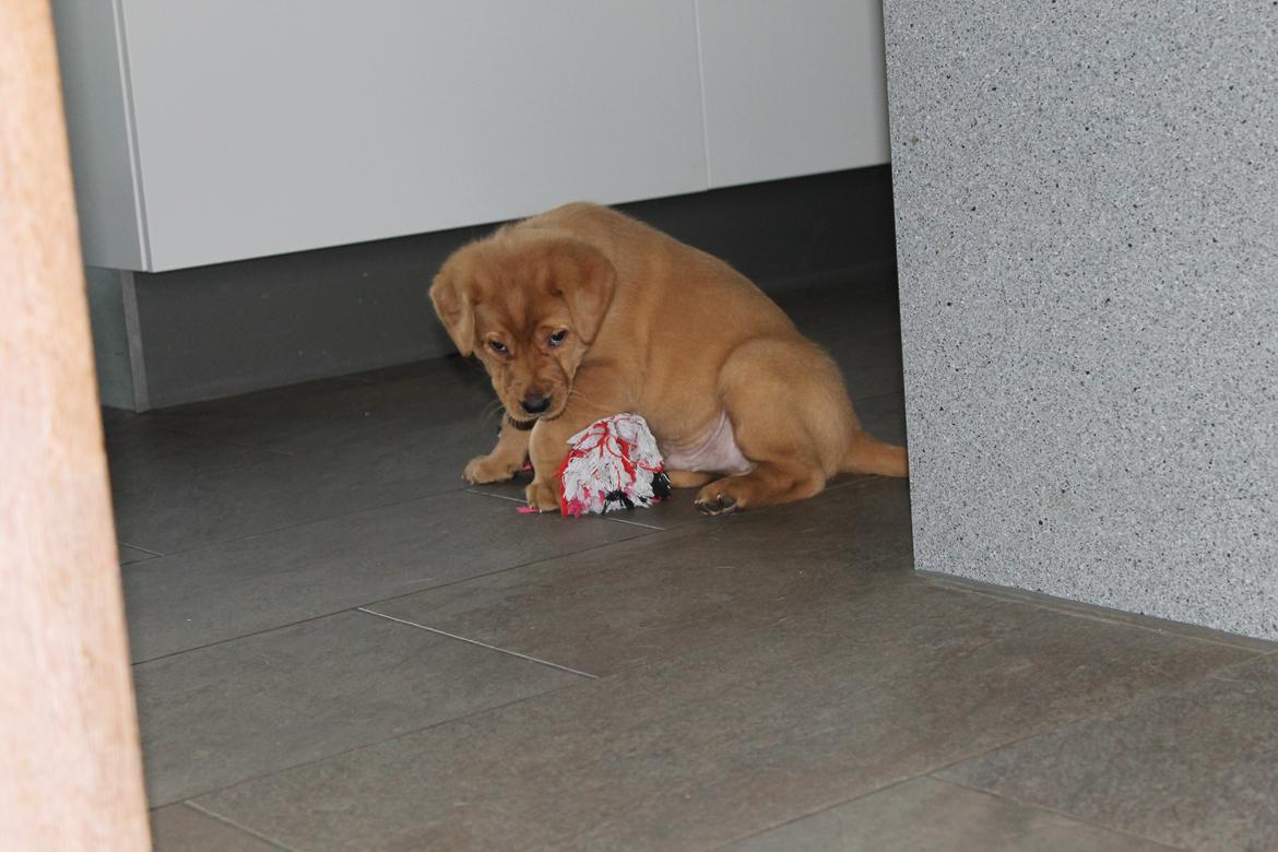 Blanding af racer Ozzy billede 9