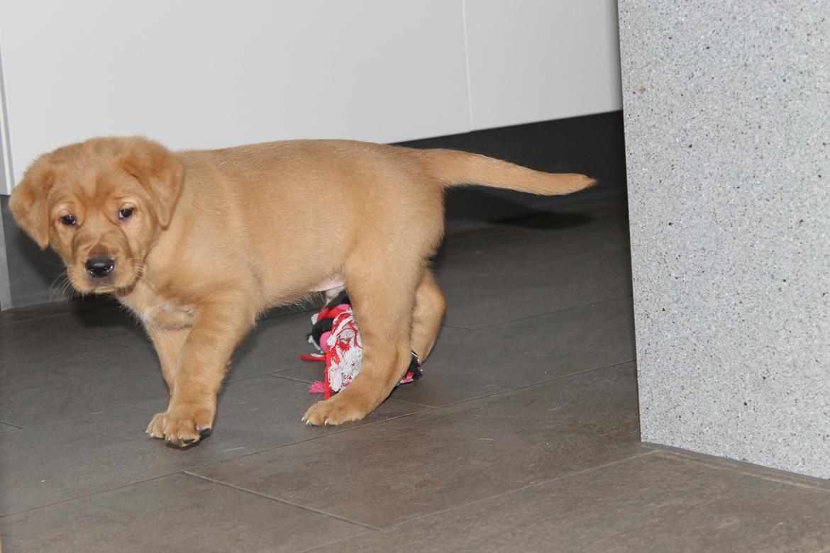 Blanding af racer Ozzy billede 10