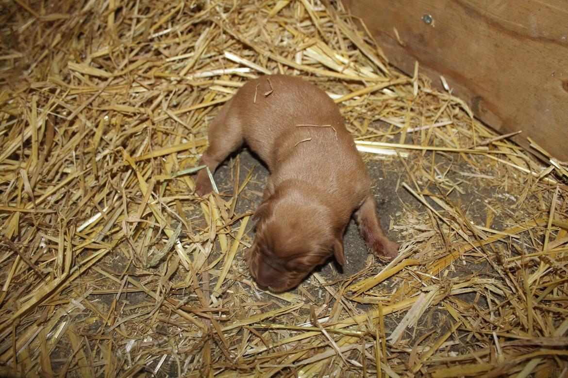 Blanding af racer Ozzy billede 6