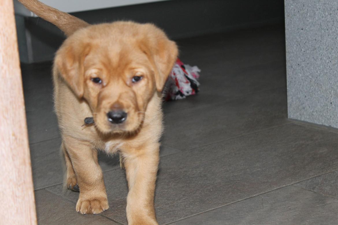 Blanding af racer Ozzy billede 11