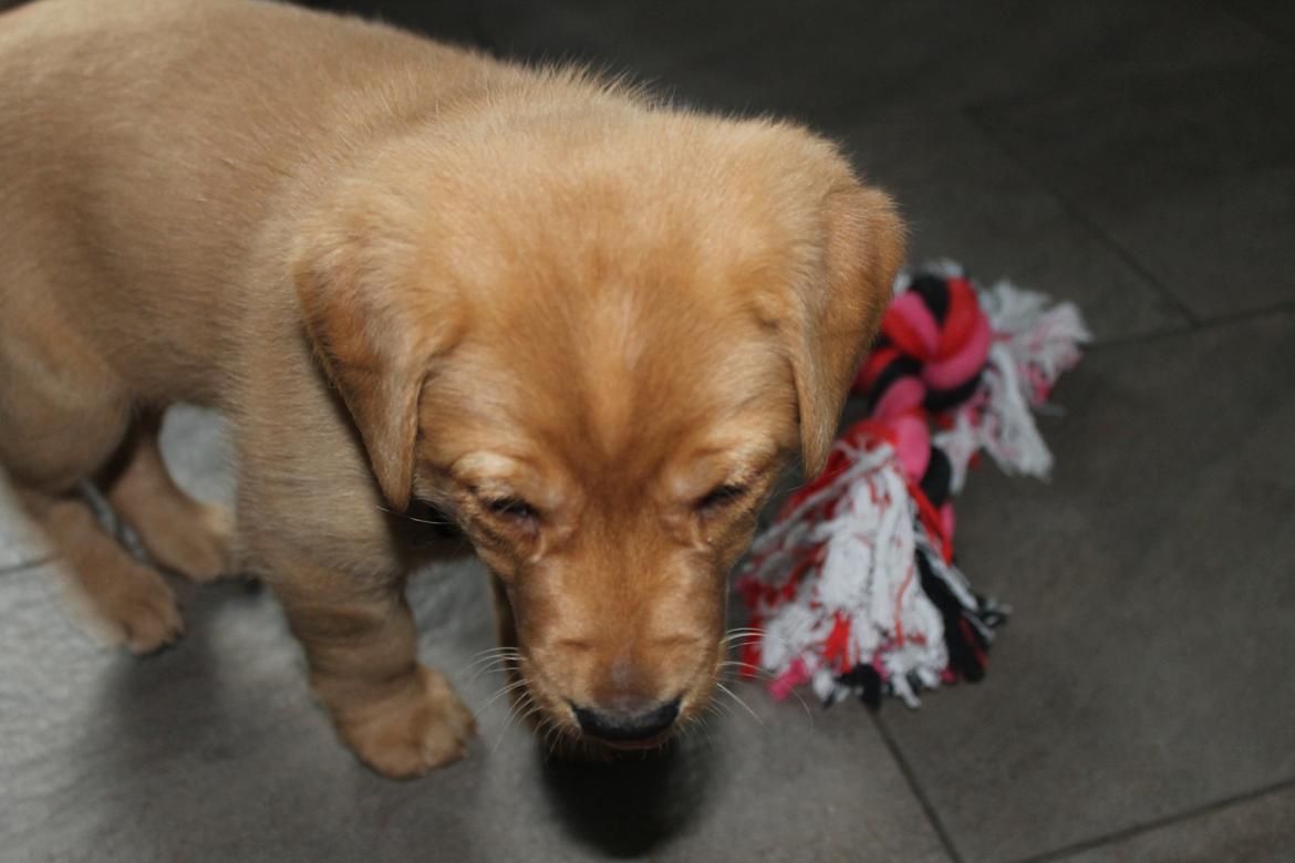 Blanding af racer Ozzy billede 14