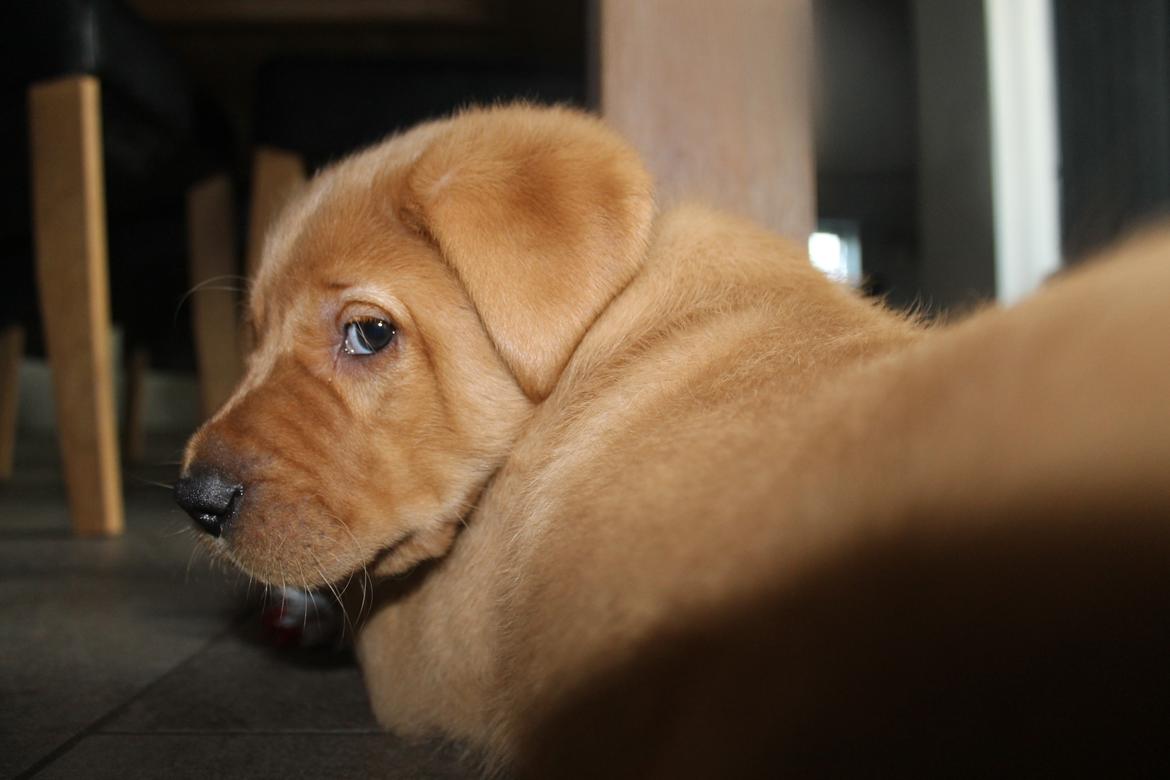 Blanding af racer Ozzy billede 15