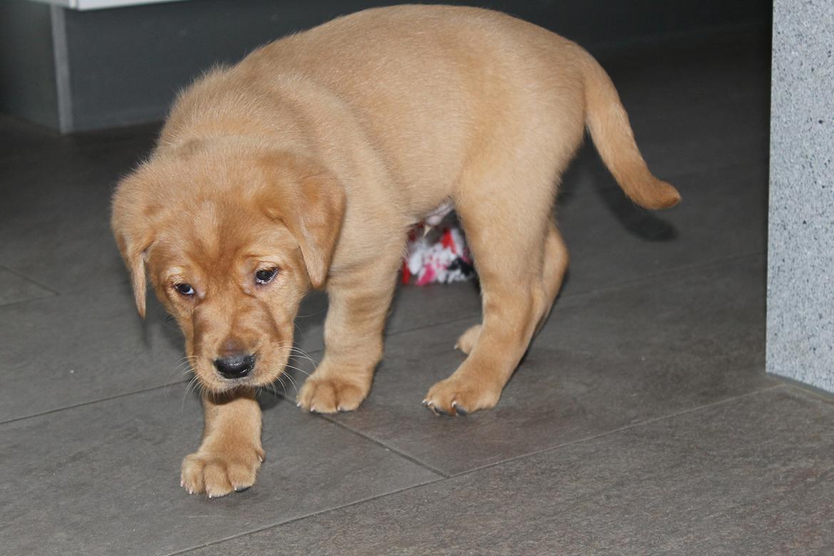 Blanding af racer Ozzy billede 13