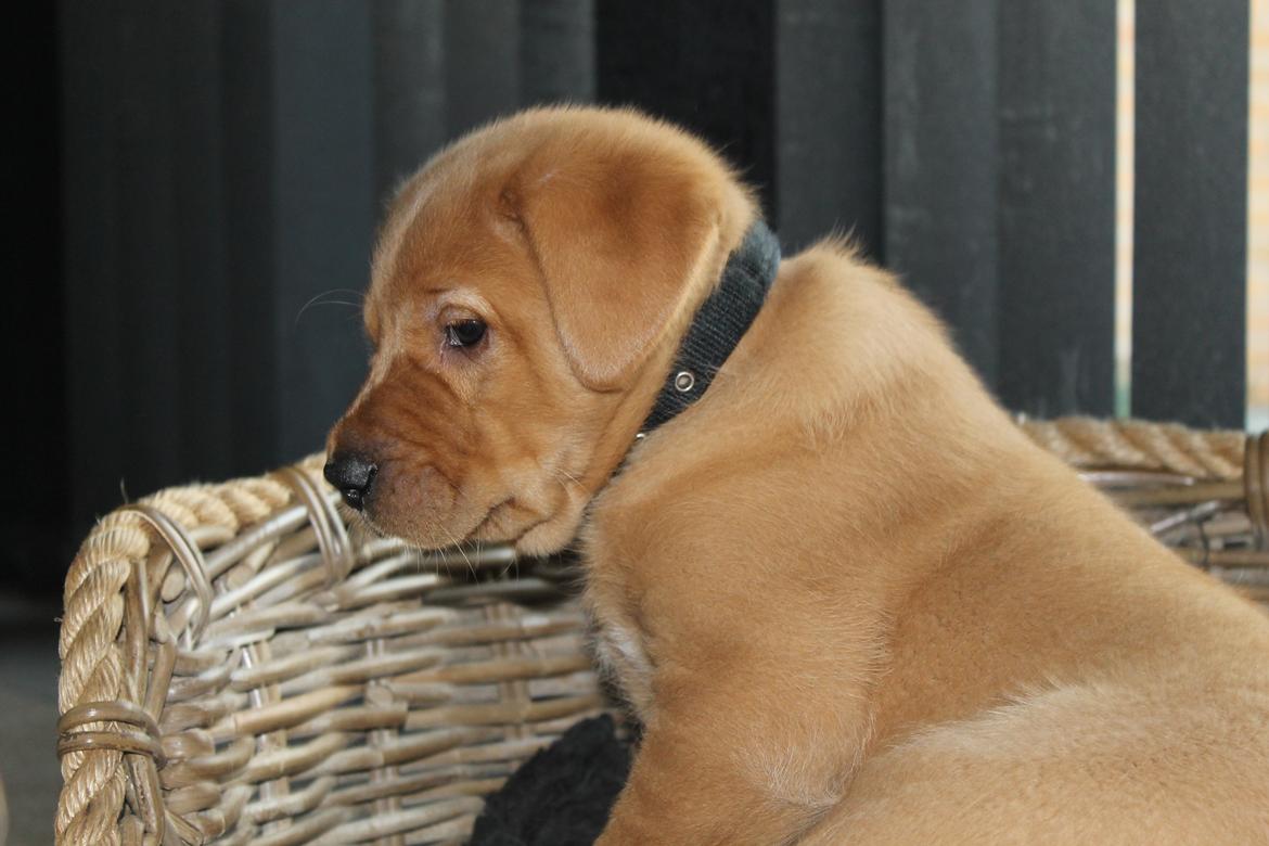 Blanding af racer Ozzy billede 17