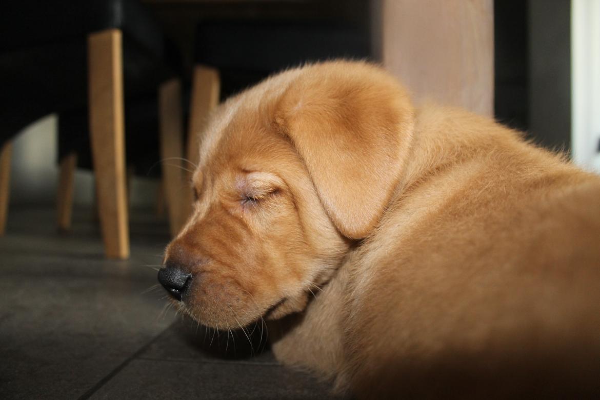 Blanding af racer Ozzy billede 16