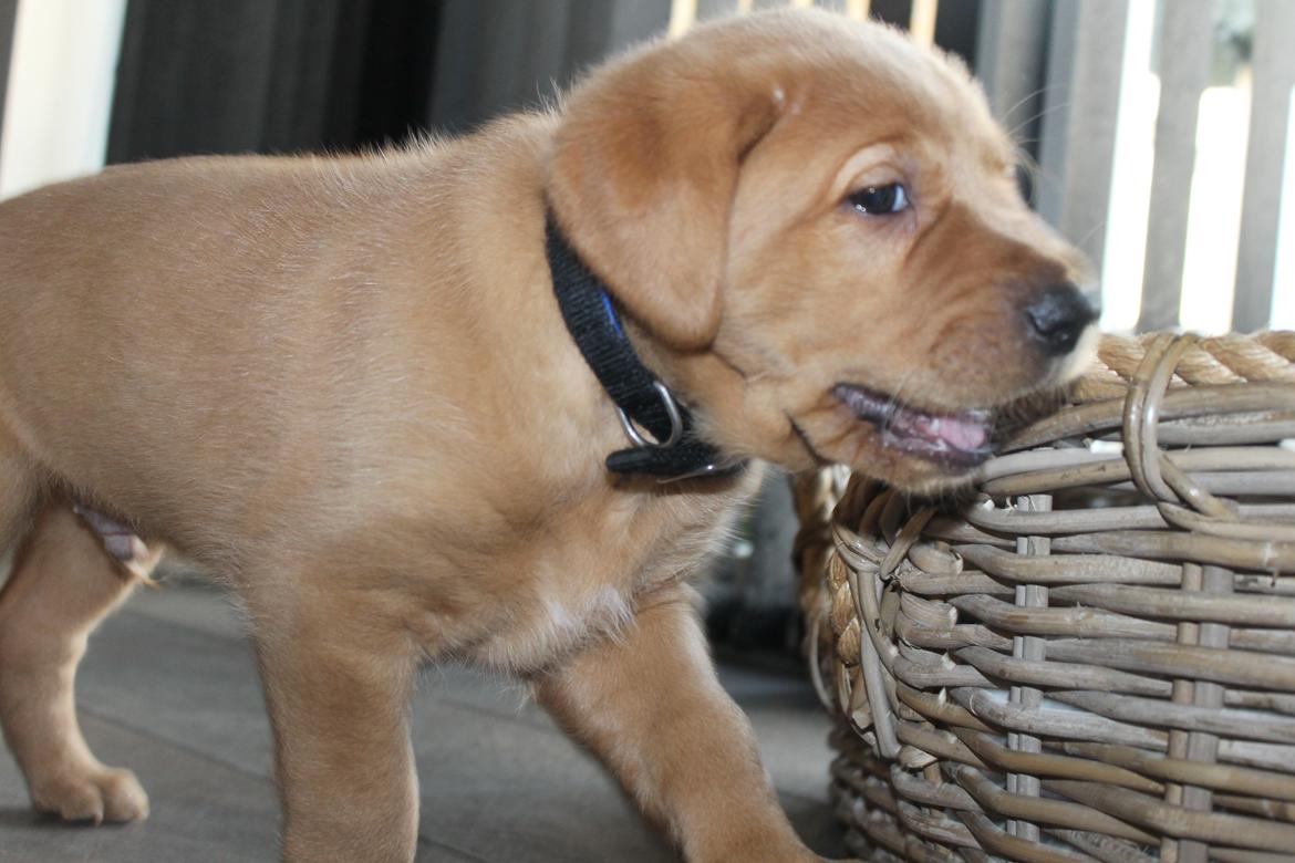 Blanding af racer Ozzy billede 18