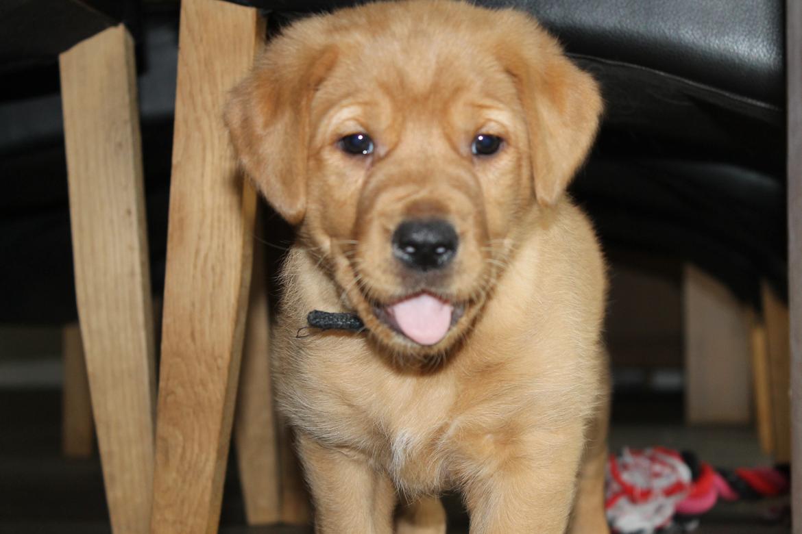 Blanding af racer Ozzy billede 2