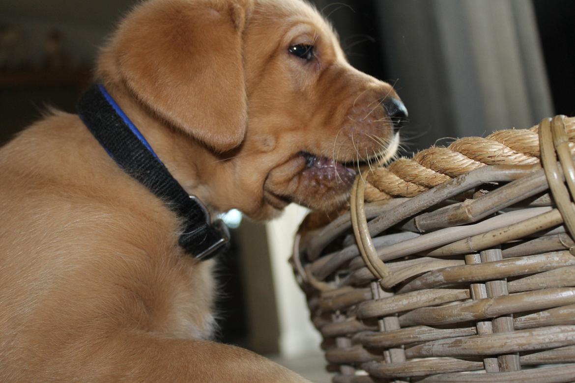 Blanding af racer Ozzy billede 20