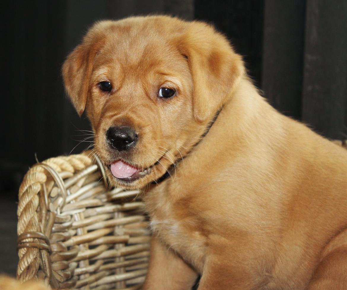 Blanding af racer Ozzy billede 5