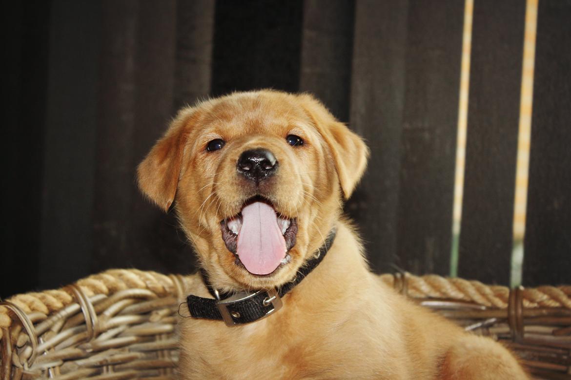 Blanding af racer Ozzy billede 4