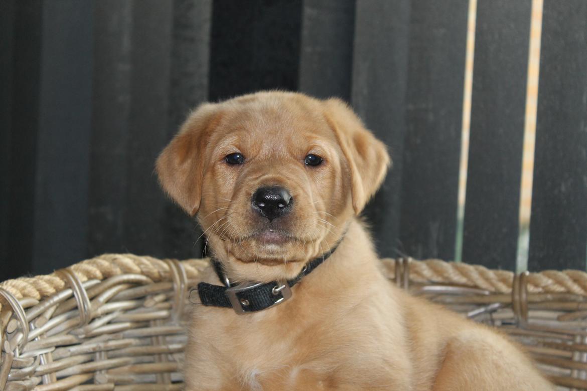 Blanding af racer Ozzy billede 7