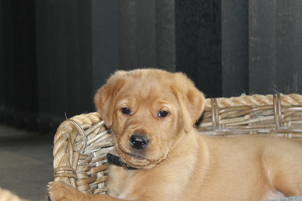 Blanding af racer Ozzy billede 21