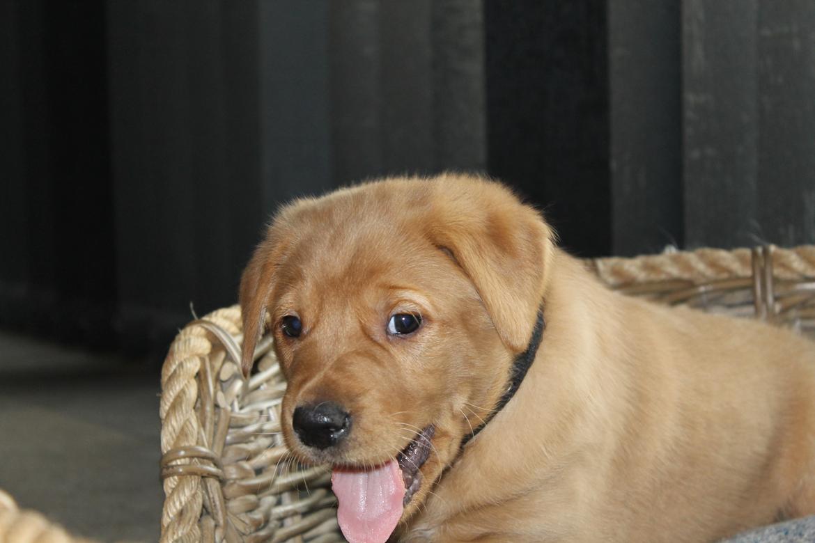 Blanding af racer Ozzy billede 22