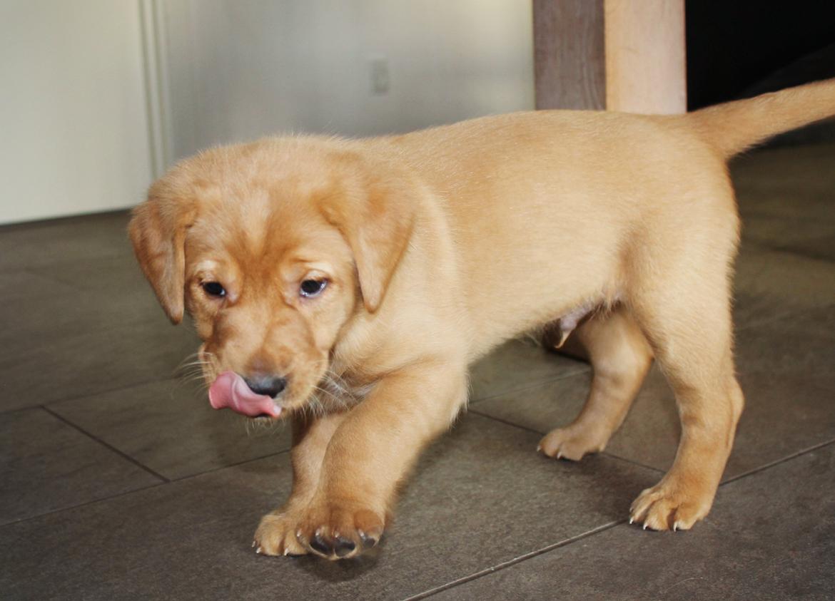 Blanding af racer Ozzy billede 23