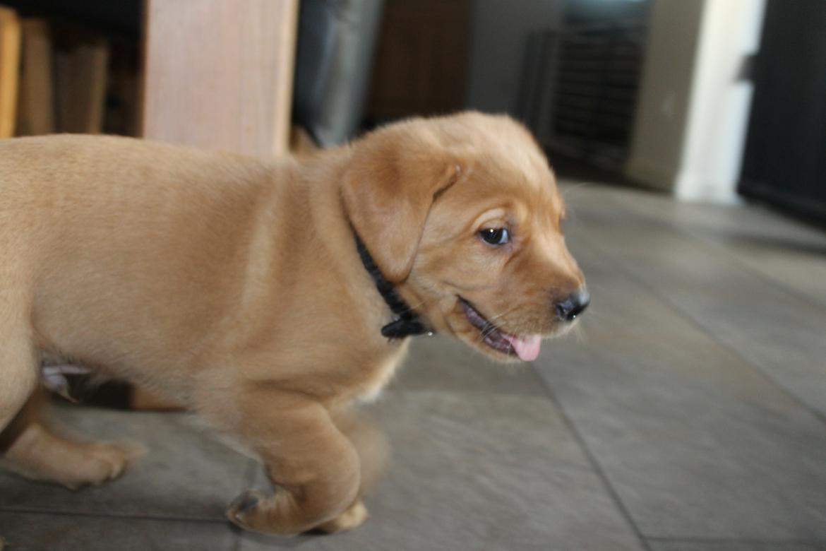 Blanding af racer Ozzy billede 24