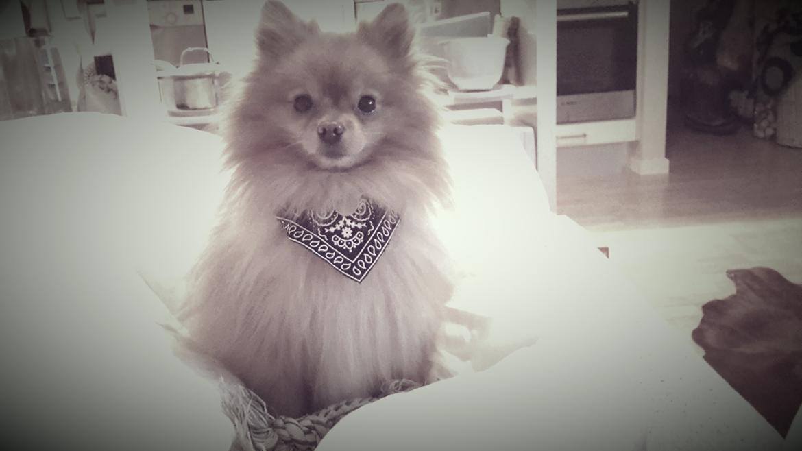 Pomeranian Skizo <3 billede 10