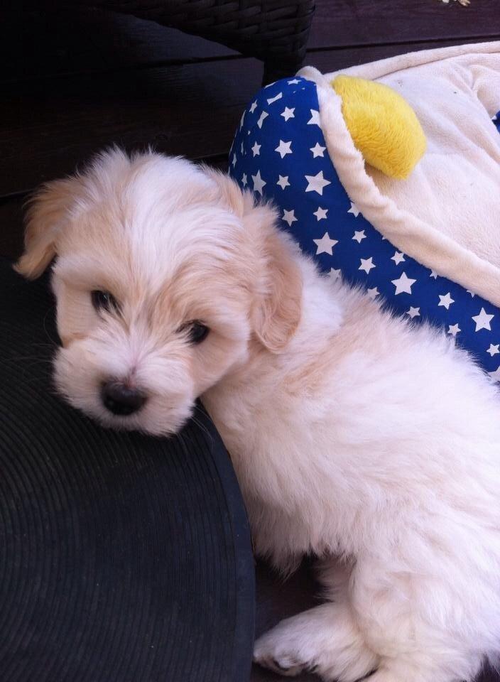 Coton de tulear Pepsi billede 2