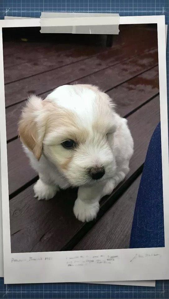 Coton de tulear Pepsi billede 3