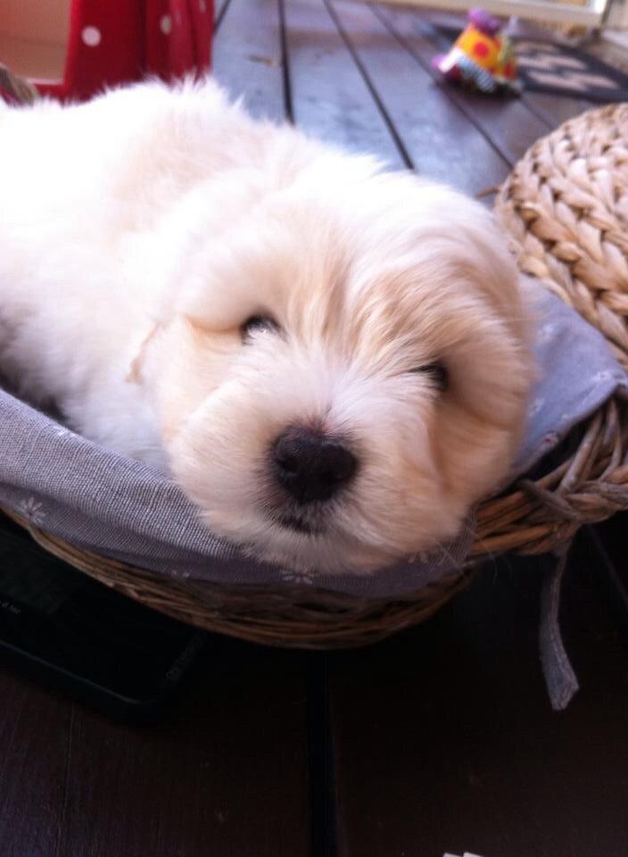 Coton de tulear Pepsi billede 5