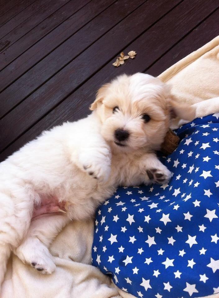 Coton de tulear Pepsi billede 6