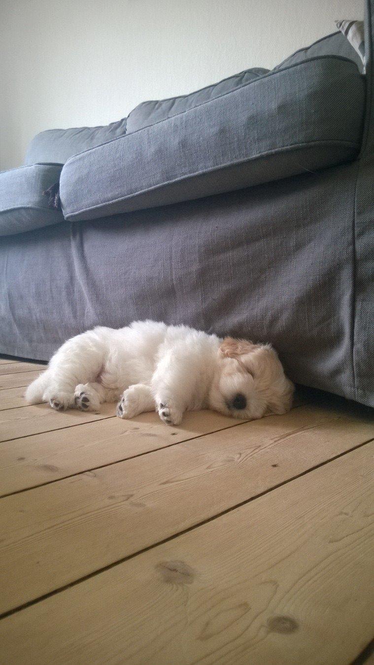 Coton de tulear Pepsi billede 7