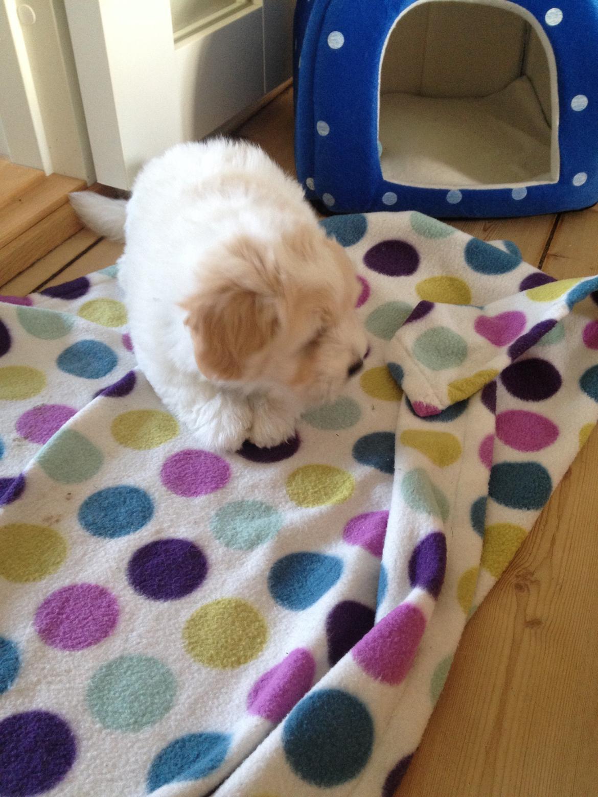 Coton de tulear Pepsi billede 8