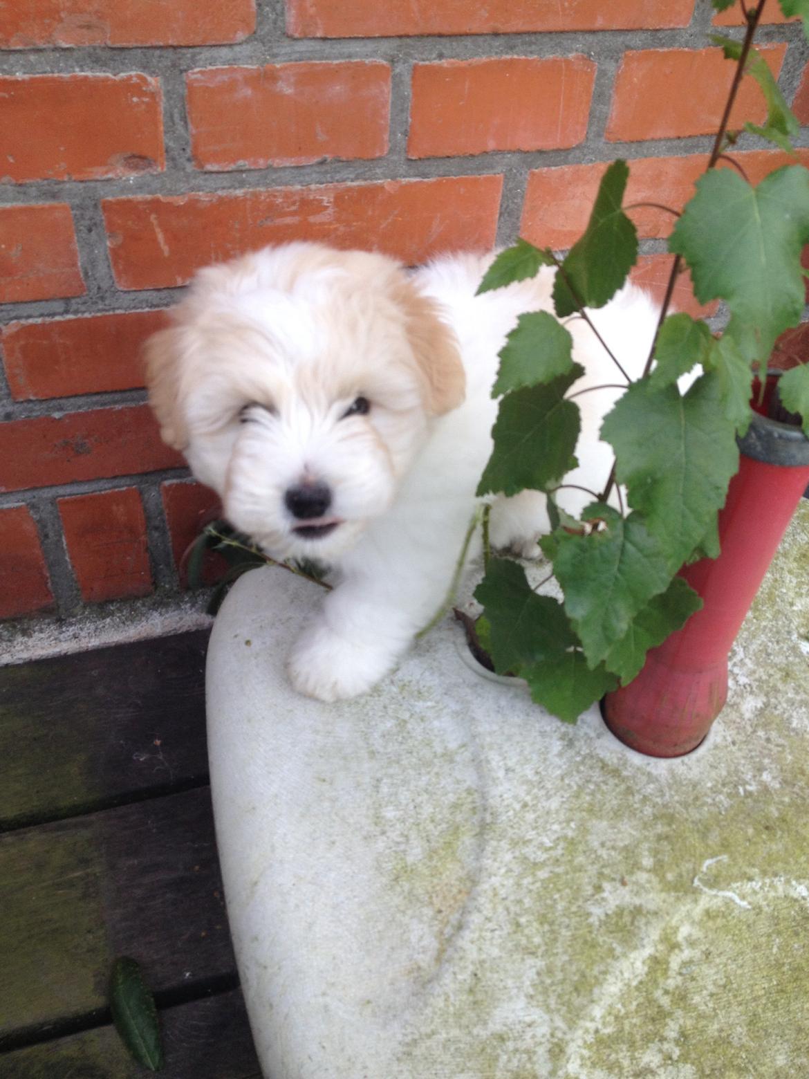 Coton de tulear Pepsi billede 9