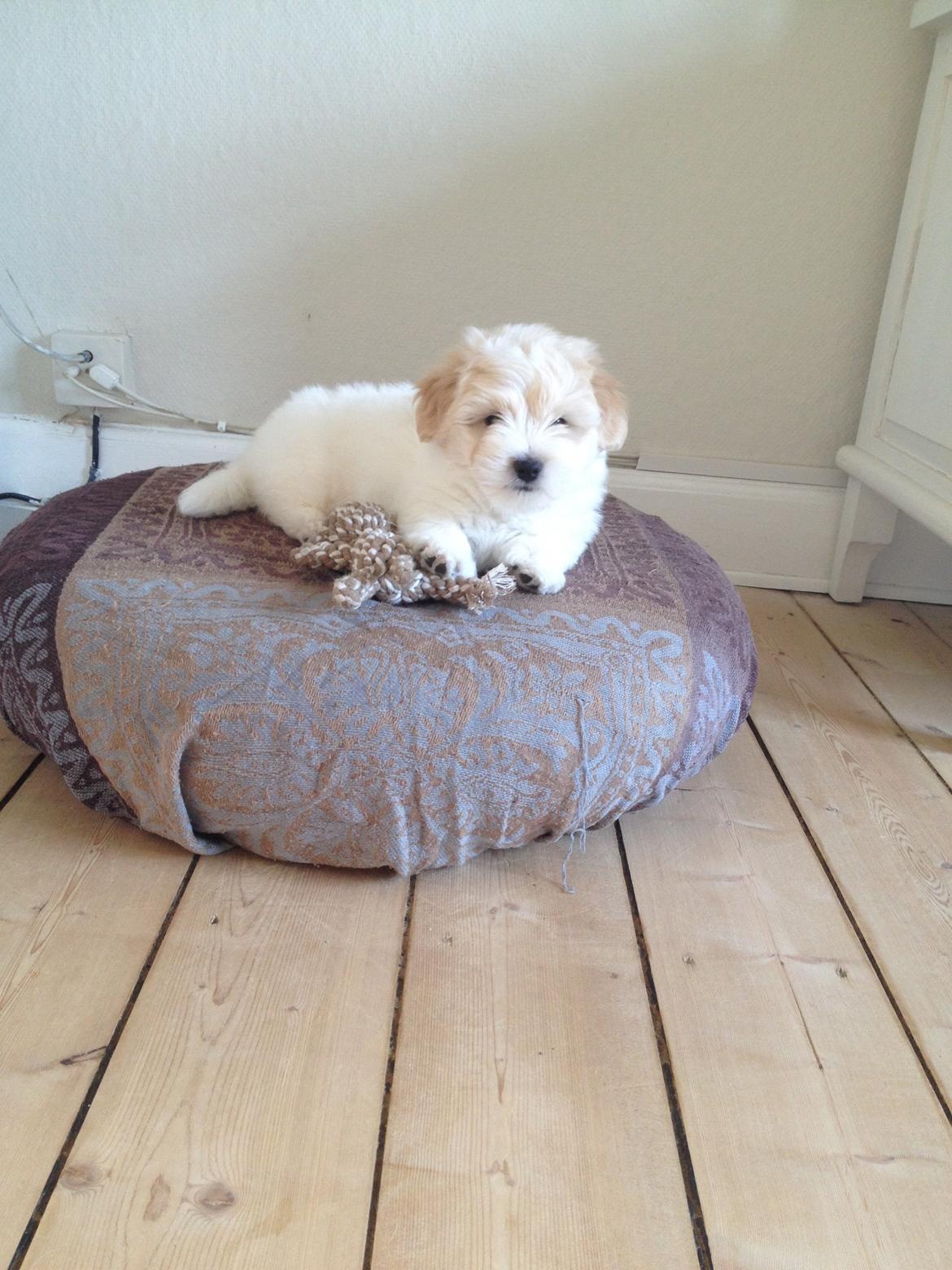 Coton de tulear Pepsi billede 10