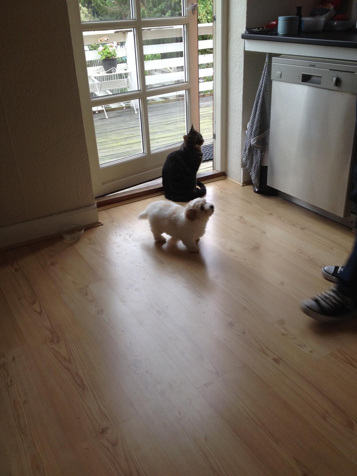 Coton de tulear Pepsi billede 11