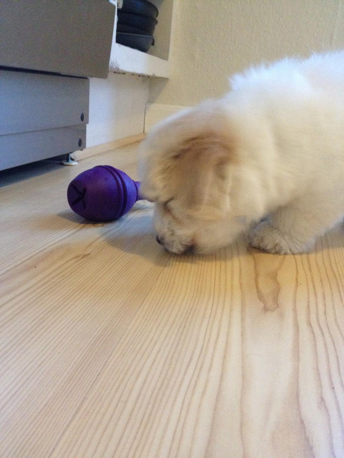 Coton de tulear Pepsi billede 12