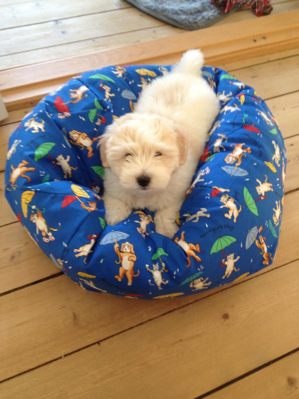 Coton de tulear Pepsi billede 13