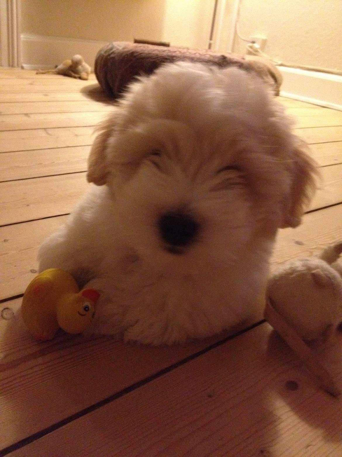 Coton de tulear Pepsi billede 14