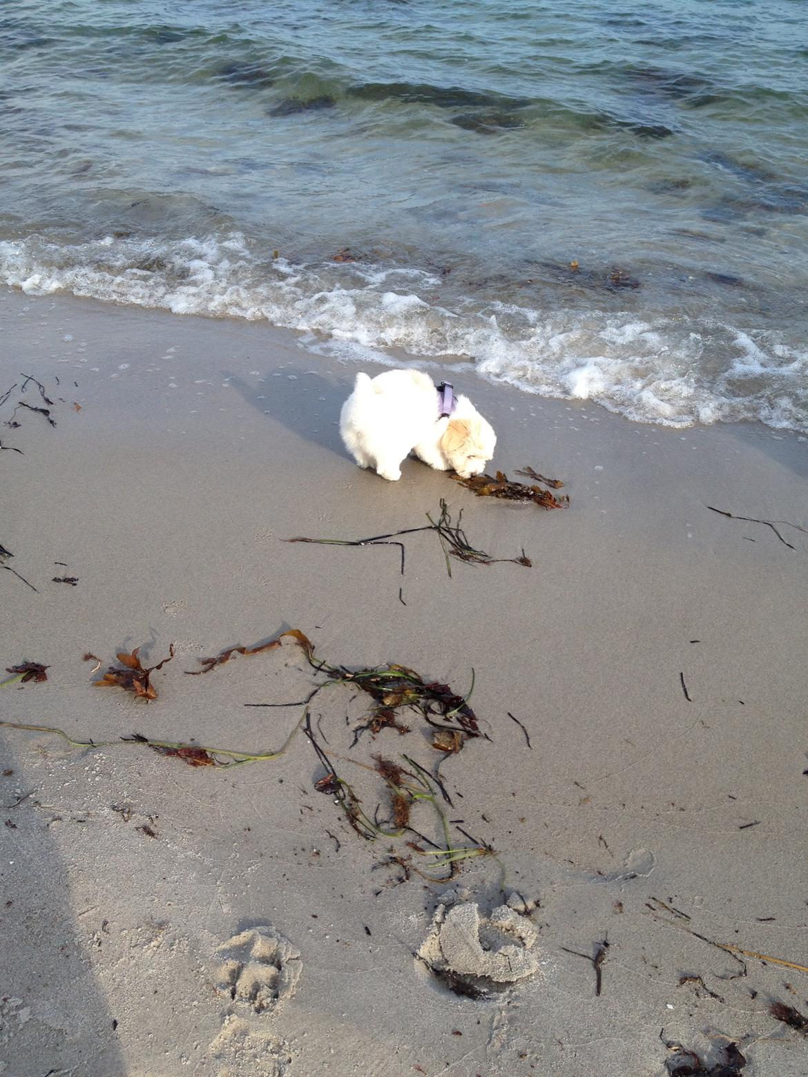 Coton de tulear Pepsi billede 15