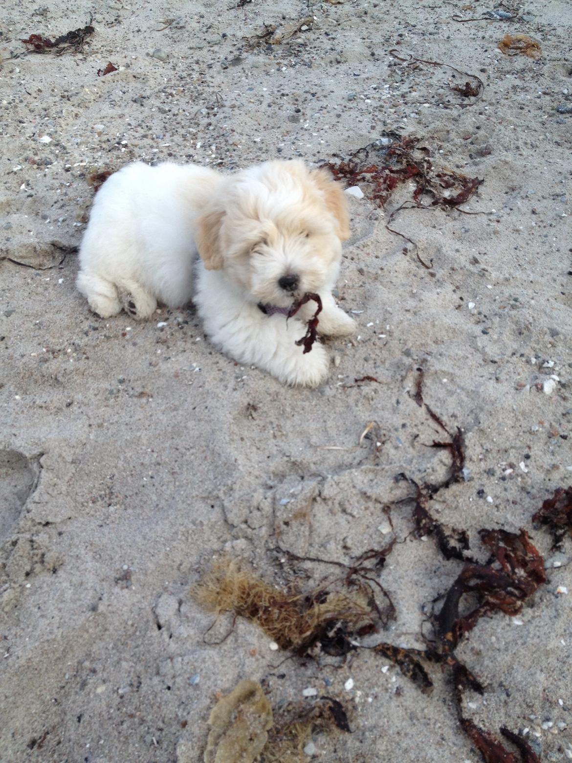 Coton de tulear Pepsi billede 16