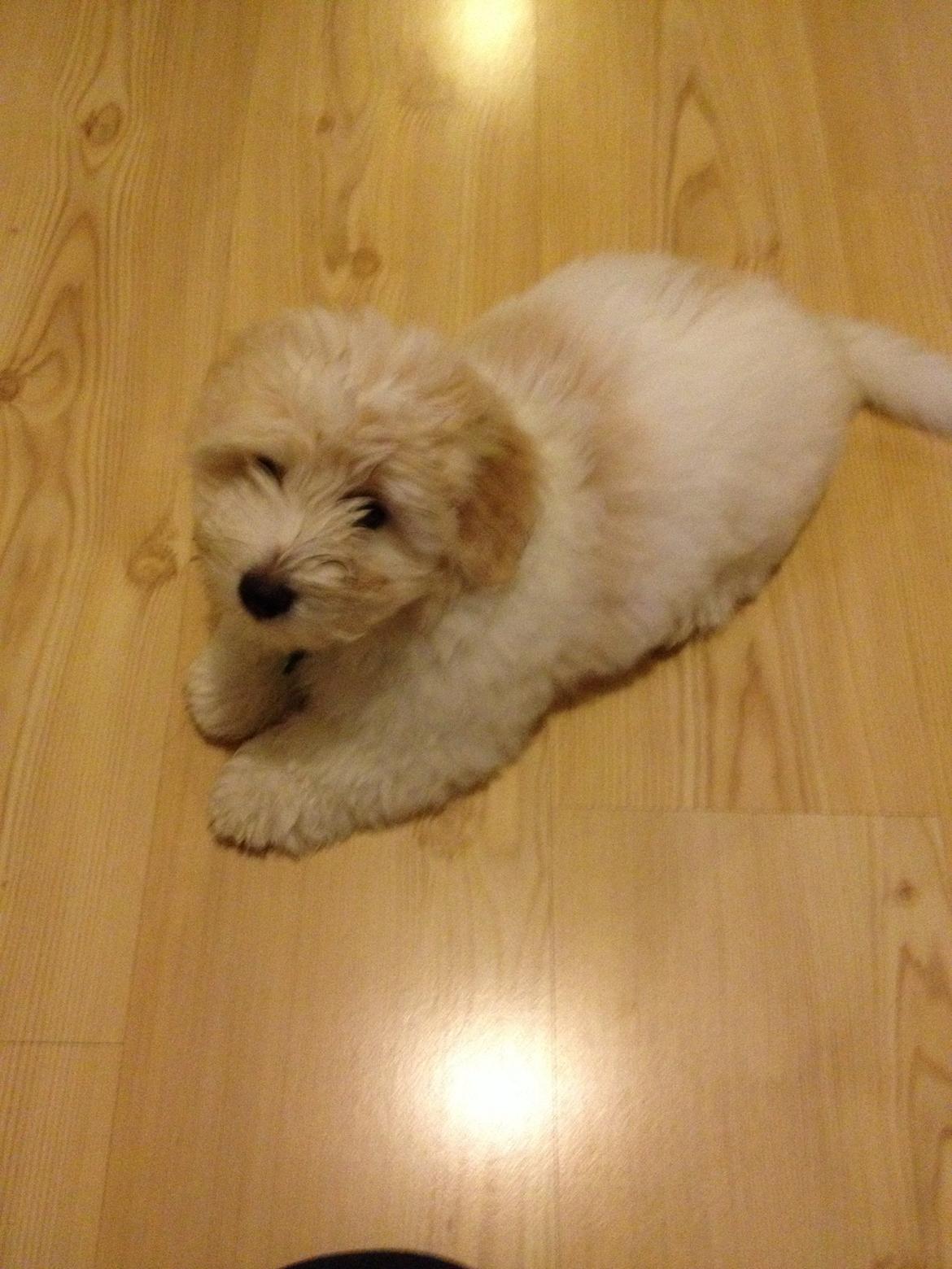 Coton de tulear Pepsi billede 17