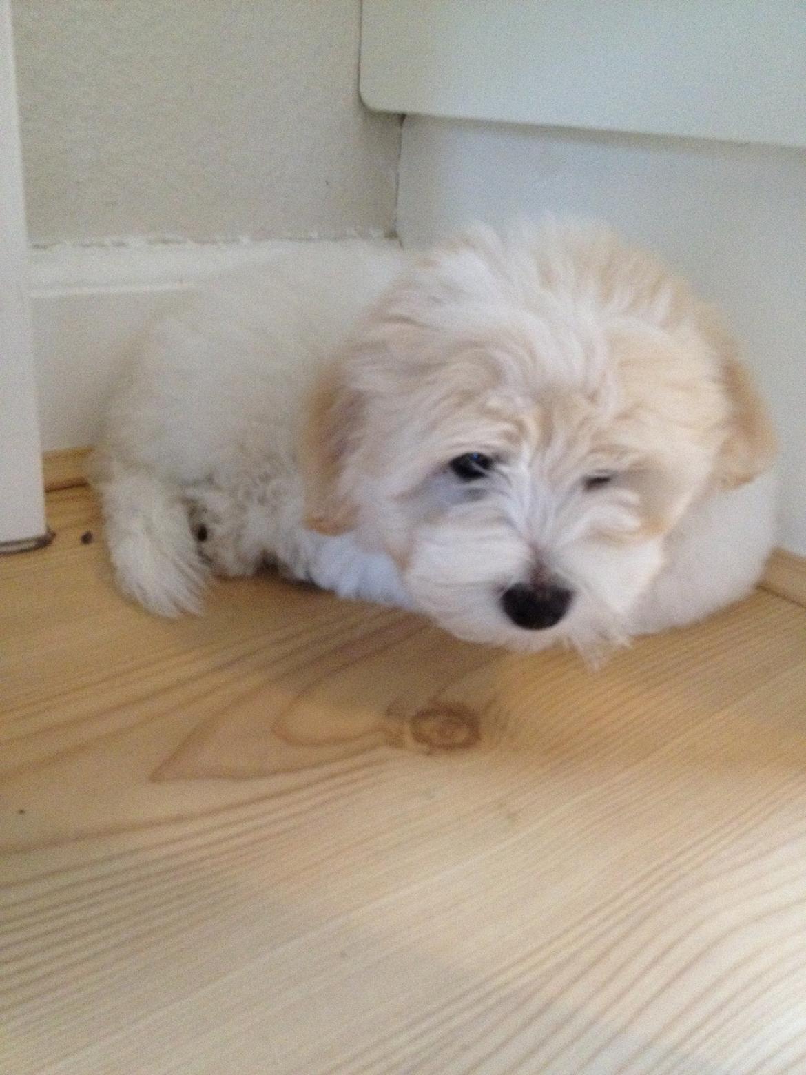 Coton de tulear Pepsi billede 18